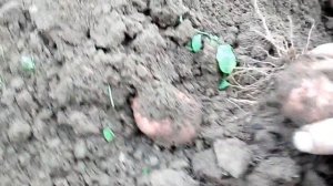 Какой урожай картошки в этом году у меня? Копка огорода в сентябре.