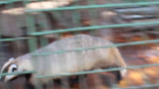 Барсук смотреть онлайн
