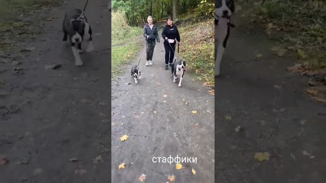 амстафф, мама и дочка смотреть онлайн