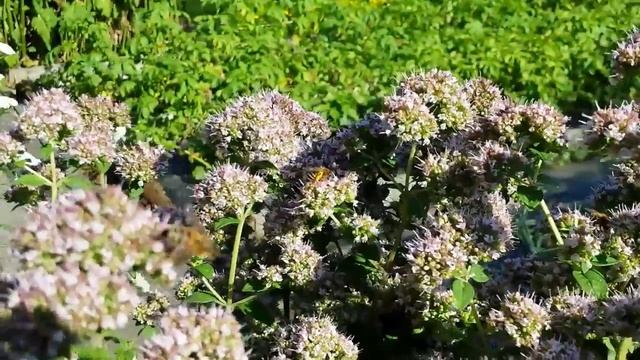 Wilder Oregano - Origanum vulgare смотреть онлайн
