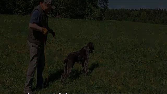 Дратхаар (собака): описание породы, характер смотреть онлайн