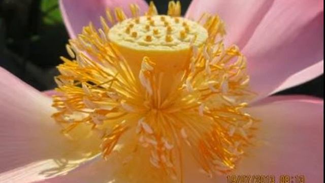 Зов Сердца Души Мориэльи! Дух в Себе Укрепляйте, Лотос Духа Раскрывайте!!! смотреть онлайн