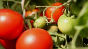 Холодостойкий и урожайный Томат Оля F1. Агрофирма Ильинична. Светлана Игнатова.