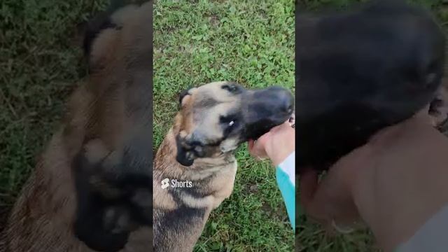 цирк цирк цирк