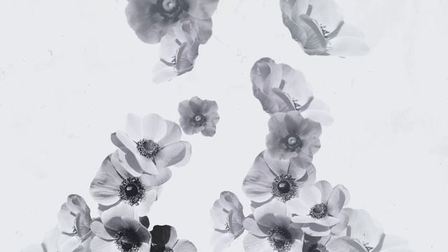 ANEMONE / 𝖼𝗈𝗏𝖾𝗋 смотреть онлайн