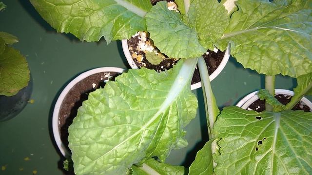 ПЕКИНСКАЯ КАПУСТА можно ли выращивать на балконе? Семена с АлиЭкспресс смотреть онлайн