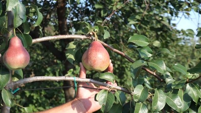 Сорт груши Селянка смотреть онлайн