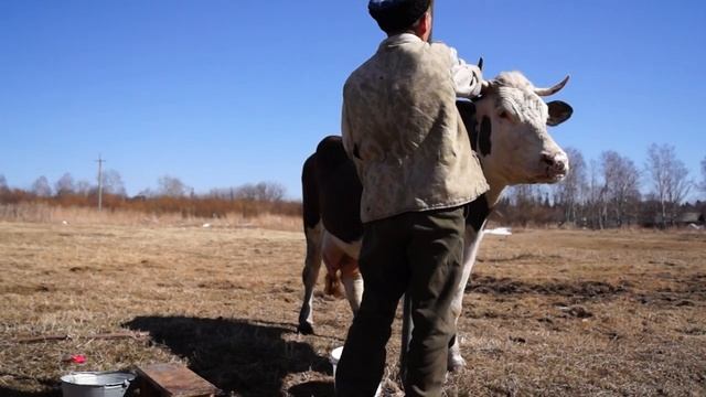 Дойка коров смотреть онлайн