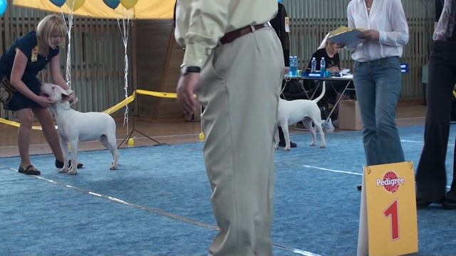 Dog Show "Кип-2011" C. Stavarache Novosibirsk 2011/09/18 p3 смотреть онлайн