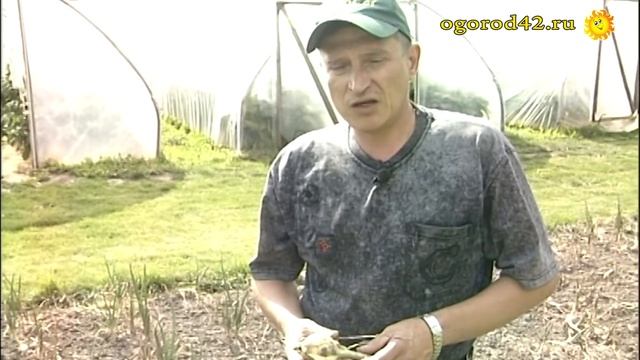 Из чернушки - репка? Запросто! смотреть онлайн