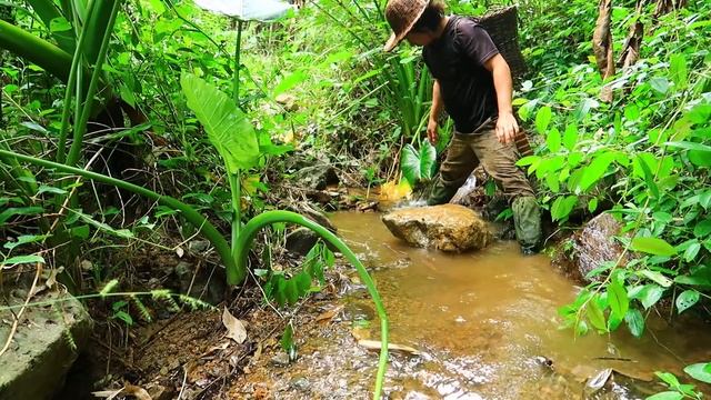 Wide Variety of Wild Food: Survival Alone In The Rainforest | EP.91 смотреть онлайн