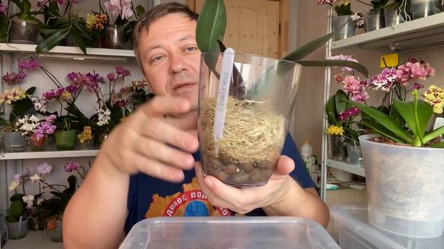 как поливать орхидею правильно How to water an orchid ВО МХЕ смотреть онлайн