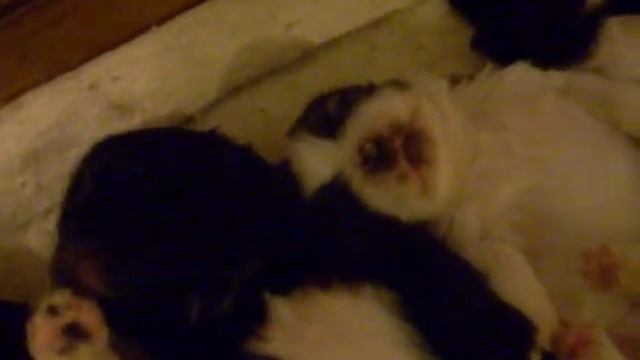 Щенки Пикинесса спят.MOV Кременчуг Украина смотреть онлайн