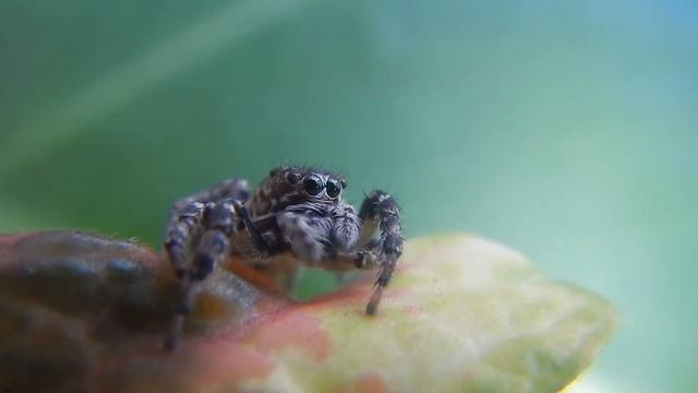 What Does Tarantula Mean In A Dream? Dreams About Killing Tarantula, Tarantula Bite