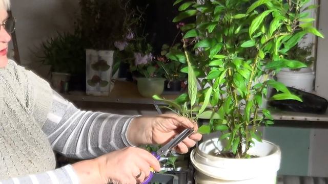 ЧЕРЕНКУЮ ПЕПИНО смотреть онлайн