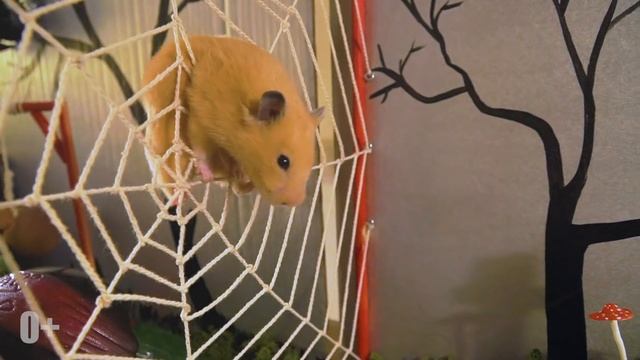 Хомяки в лабиринте с привидениями HALLOWEN GRAND ESCAPE / МаусХаус смотреть онлайн