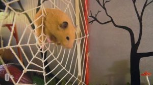 Хомяки в лабиринте с привидениями HALLOWEN GRAND ESCAPE  / МаусХаус