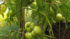 Моя красивая Русская Дача - Место СИЛЫ! Настоящая Русская Дача и огород построенные своими руками!