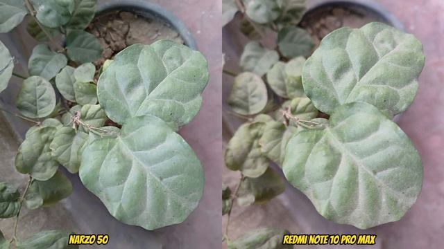 Realme Narzo 50 vs Redmi Note 10 Pro Max Camera Comparison II BD смотреть онлайн
