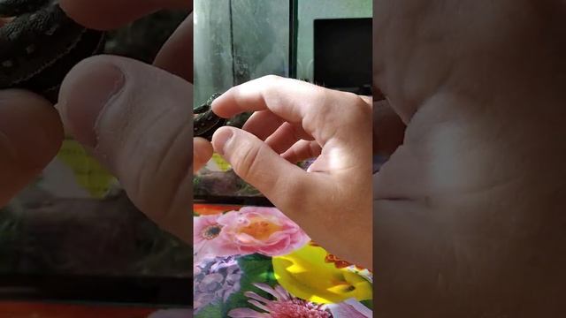 Как определить пол у прытких ящериц смотреть онлайн