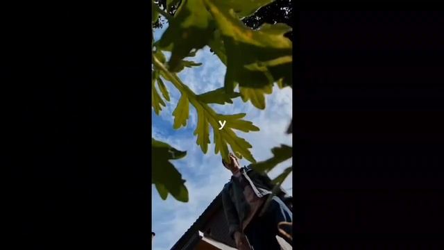 Эрнест Меркель -ШАЙЛУШАЙ 1 ЧАС