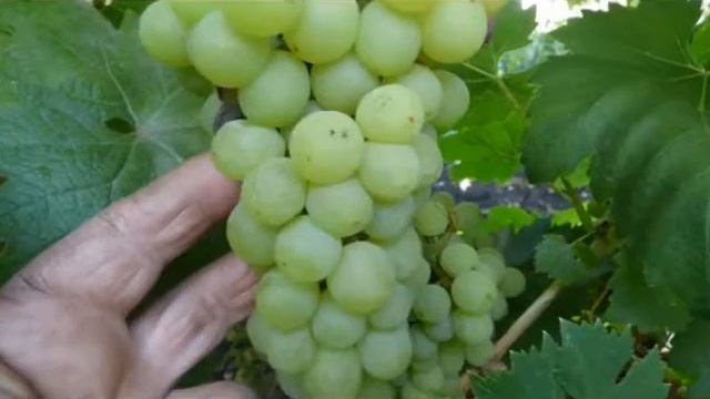 Сорт винограда Звёздный. смотреть онлайн