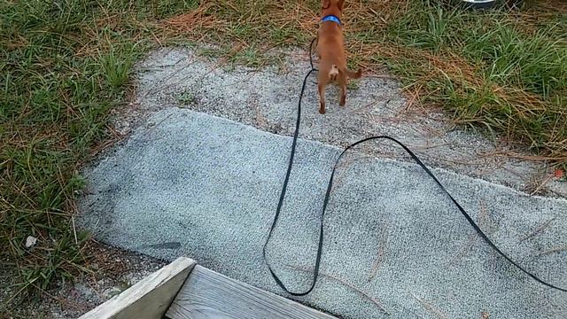 Cheap Way To Get  Rid Of Fleas On Dogs (HD)