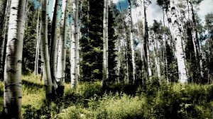 *ВЕСЕННИЕ БЕРЁЗЫ*  Футаж