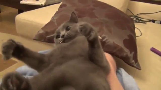Кот гавкает смотреть онлайн