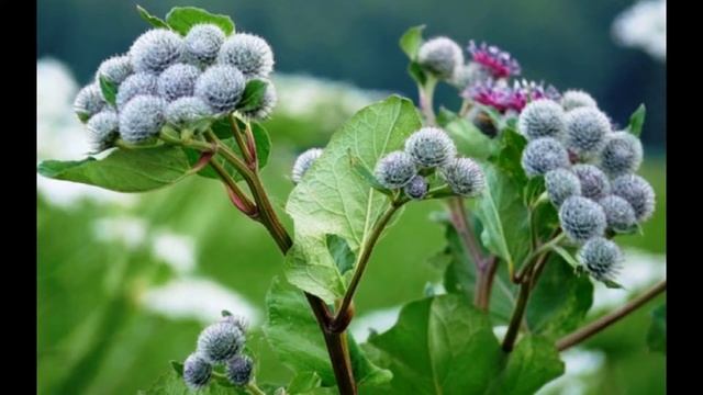 Корень лопуха для волос (ч. 3) смотреть онлайн