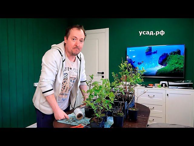 Шёпотом про главный СЕКРЕТ экономики государства на примере производства САЖЕНЦЕВ