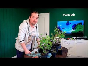 Шёпотом про главный СЕКРЕТ экономики государства на примере производства САЖЕНЦЕВ