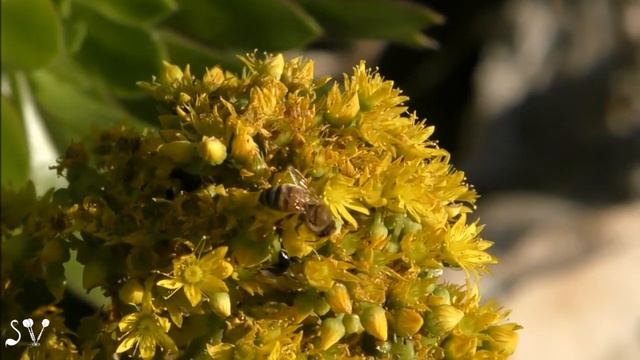 Aeonium Arboreum / Эониум древовидный