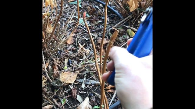 Come potare le ortensie смотреть онлайн