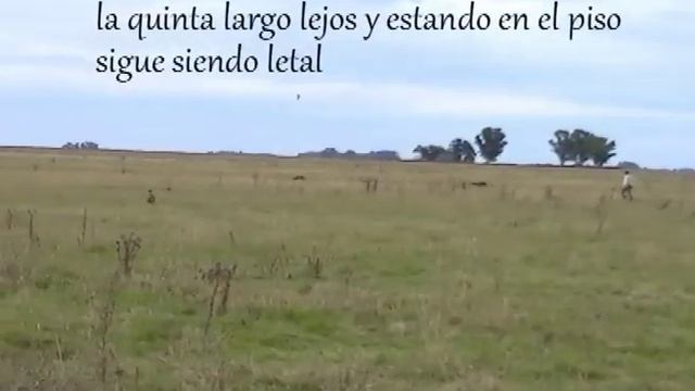 GALGA LUNA 2014 100%ARGENTINA. смотреть онлайн