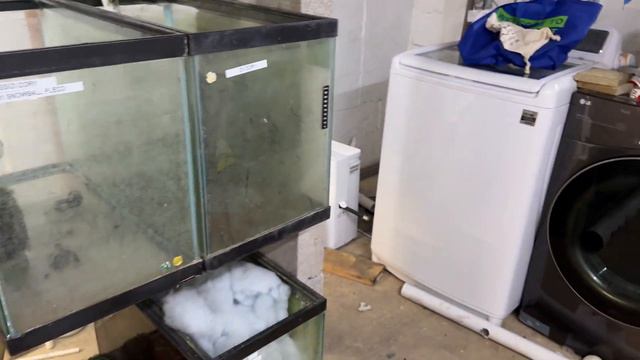 , HUGE Fish Room Progress! смотреть онлайн