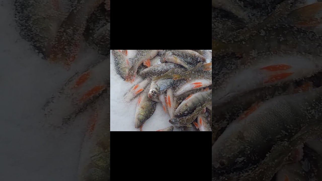 Когда наловил так что ноги не держат. #палатка #север #рыбалка #помощь #рыбалка2024 #помощь рыбакам смотреть онлайн