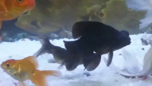 AQUARIUM FISH is the best hobby смотреть онлайн