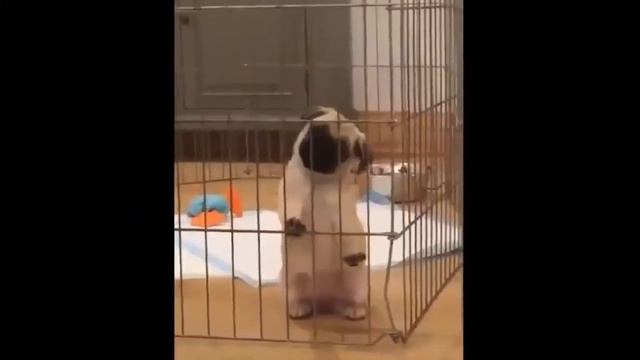 СМЕШНОЕ ВИДЕО ПРО СОБАК/СМЕШНЫЕ СОБАКИ/ ВЕСЕЛЫЕ МОПСЫ #1 смотреть онлайн