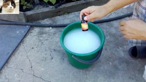 Опрыскивание огурцов сывороткой с йодом от болезней