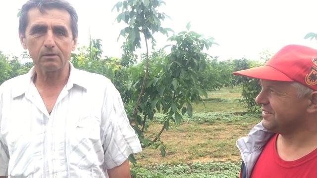 Интенсивный ореховый сад Зеленицы Анатолия Владимировича смотреть онлайн