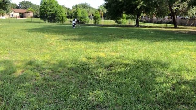 Funny Great Danes Get Distracted While Delivering The Newspaper смотреть онлайн