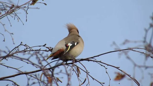 Svirbelis (Bombycilla Garrulus)
