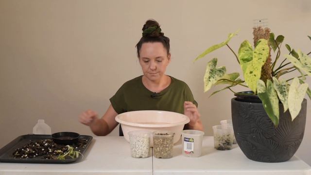 Potting up my baby Ilsemanii смотреть онлайн