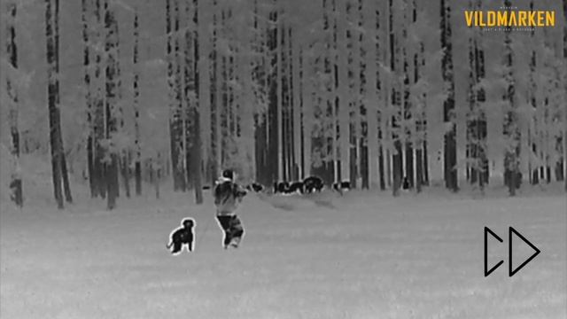 Thermal wildboars | HikMicro Lynx Pro LH15 & HikMicro Thunder TH35 clip-on смотреть онлайн