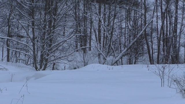 Таежная изба. Заброска в лес. День первый. смотреть онлайн