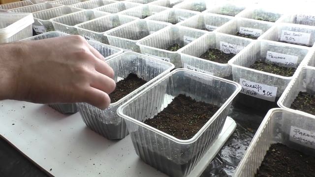 Драже. Самый лучший способ посева семян драже петунии. Посев петунии Просто смотреть онлайн