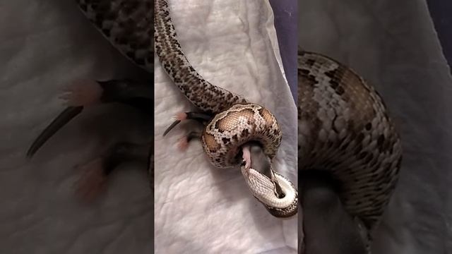 Питон кушает