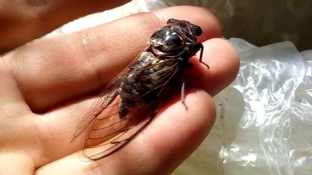 Как препарировать жуков. смотреть онлайн