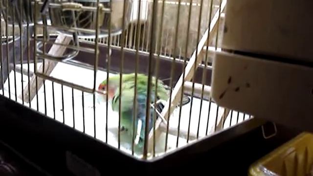 Самка неразлучника делает гнездо